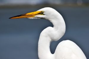 White Heron